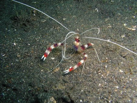 This picture was taken in Lembeh Strait, Indonesia, in Au... by Oliver Bonten 