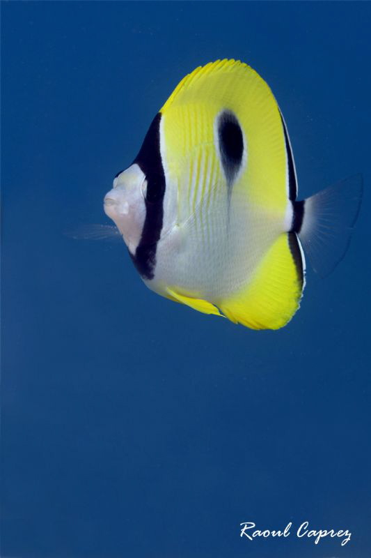 Blue & Yellow by Raoul Caprez 