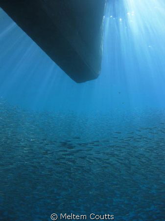 group of fish by Meltem Coutts 