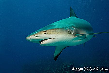 Fins up in the Bahamas - taken with a Canon 20D with dual... by Michael Shope 