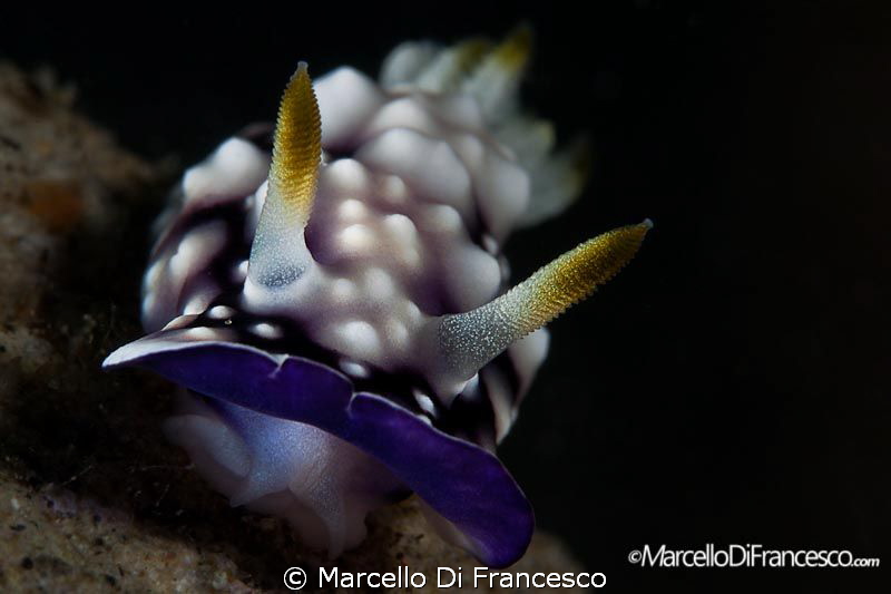 Nudis by Marcello Di Francesco 