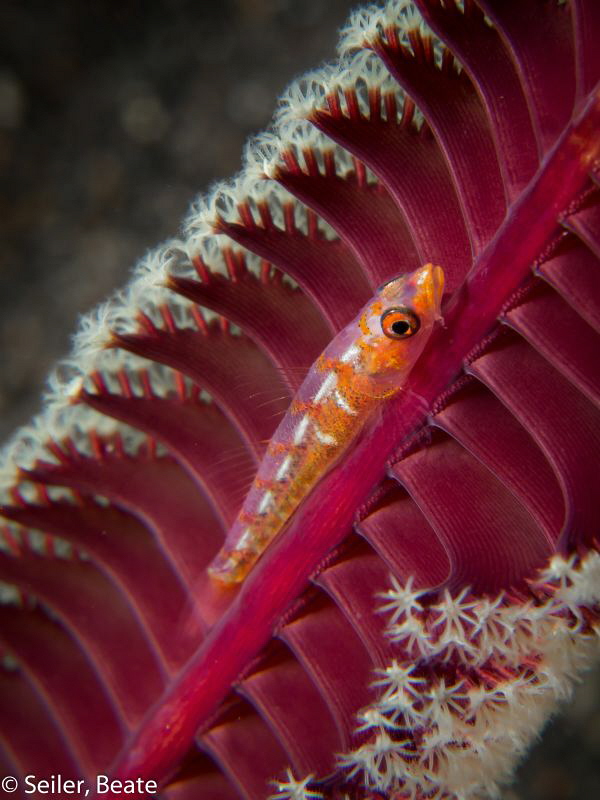 Blennie on a feather by Beate Seiler 