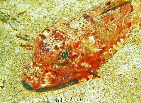 Bluefin Gurnard, Mossel Bay, South Africa by Philip Goets 