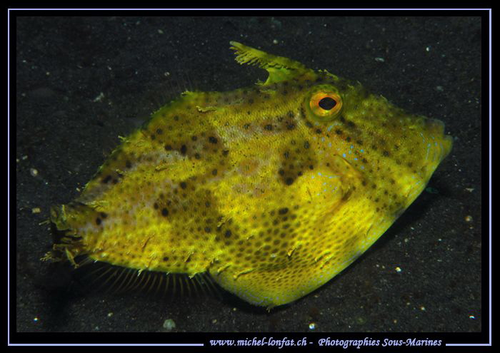 File Fish on the sand of Lembeh Strait.... :O)... by Michel Lonfat 
