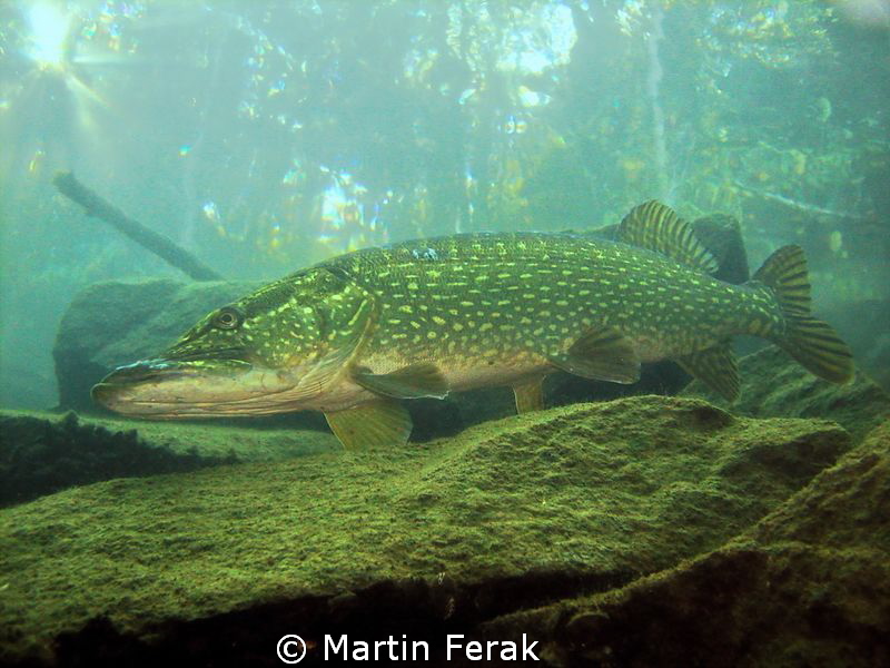 Pike in the forest by Martin Ferak 