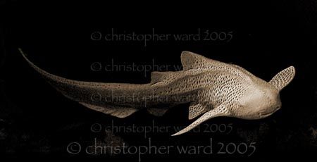 Phuket, Thailand. Shark Reef lives up to its name, with Z... by Christopher Ward 