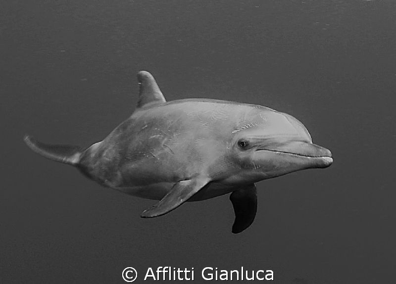 dolphin by Afflitti Gianluca 