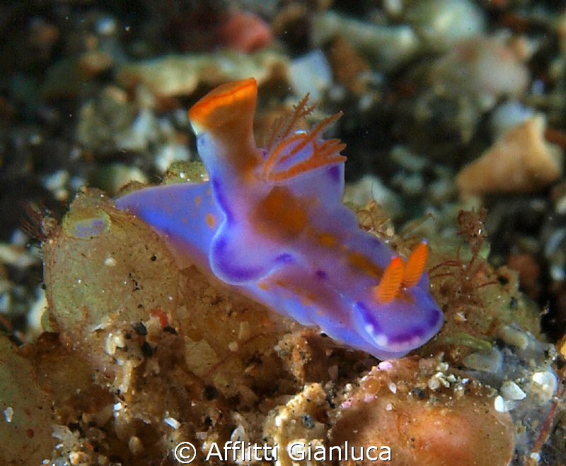 ceratosoma sp by Afflitti Gianluca 