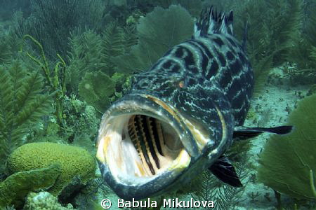 hungry fish by Babula Mikulova 