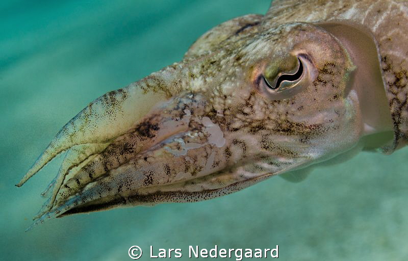 During a summer holiday shallow water dive with my daught... by Lars Nedergaard 