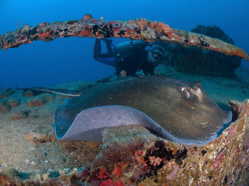 Old man and the stingray. by Juan Torres 