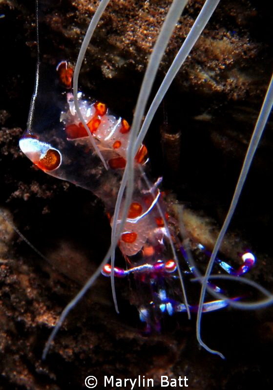 Commensal amemone shrimp by Marylin Batt 