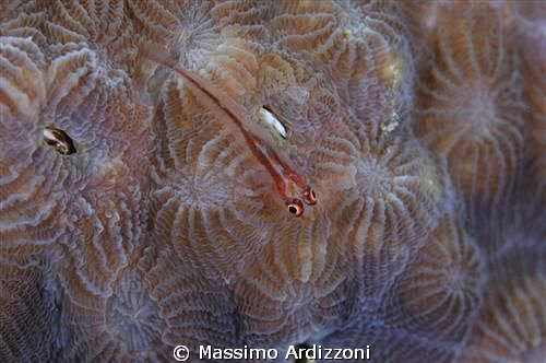goby by Massimo Ardizzoni 