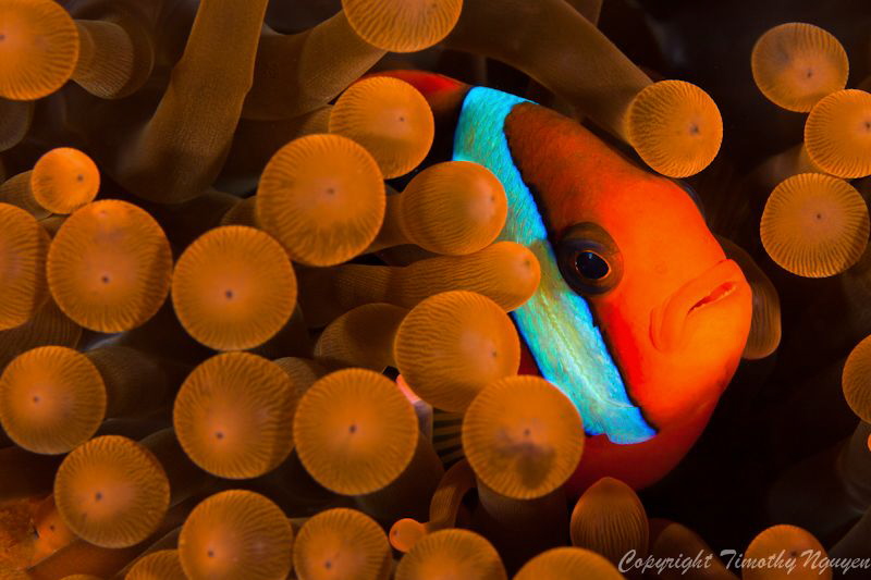 Tomato Clownfish by Timothy Nguyen 