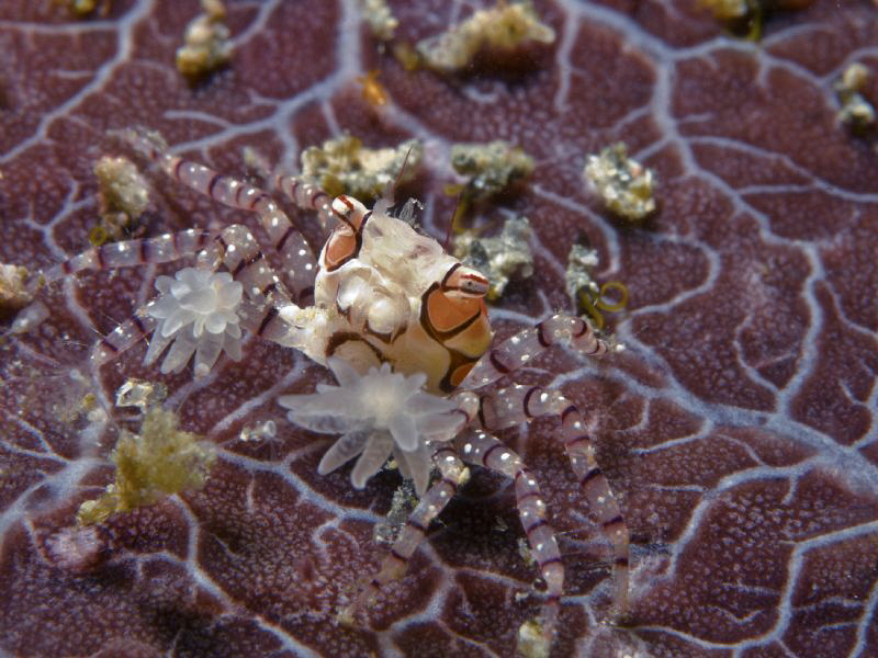 lybia tassellata (1 cm) by Alex Varani 