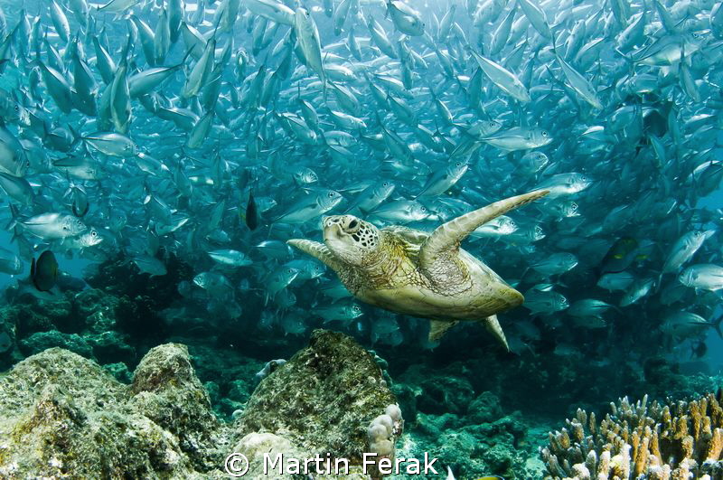 Sipadan by Martin Ferak 