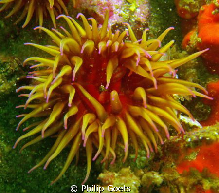 False Plum Anemone, Mossel Bay, SA by Philip Goets 
