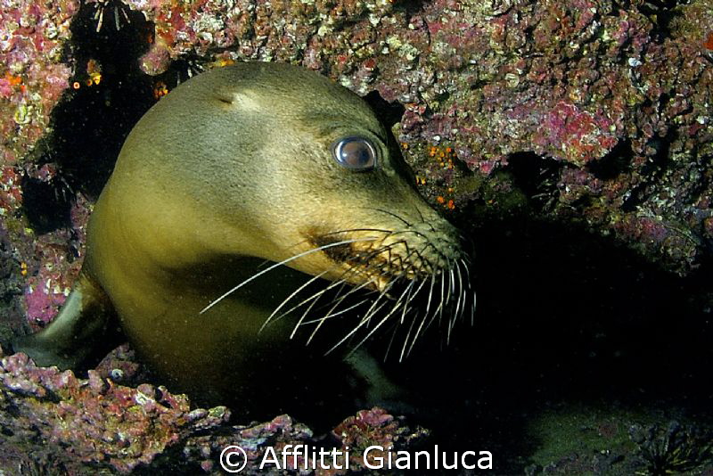 sea lion by Afflitti Gianluca 