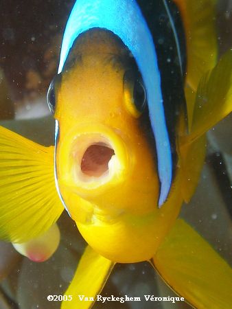 The picture was taken in the Red Sea with the Olympus C70... by Véronique Van Ryckeghem 