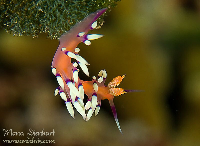 upside down! by Mona Dienhart 