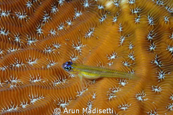 Cleaner goby on coral by Arun Madisetti 