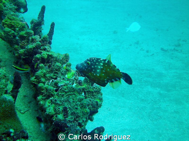 Taken at Crash Boat Beach, Aguadilla, West Puerto Rico on... by Carlos Rodriguez 