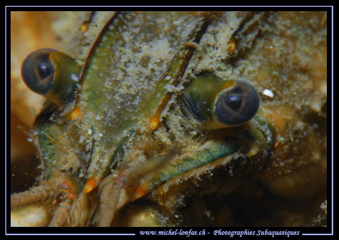 The details of a Spinycheek crayfish.Invasive species in ... by Michel Lonfat 