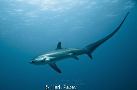 Thresher Shark at Monad Shoal by Mark Pacey 