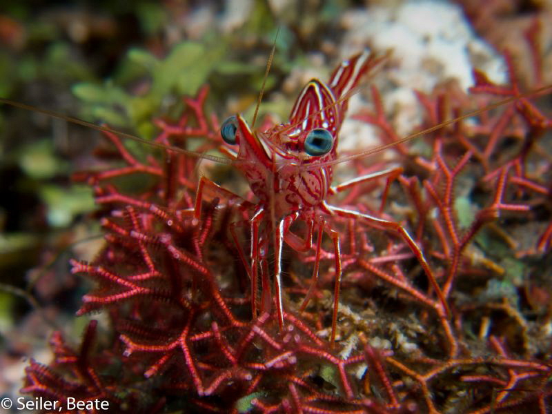Durban shrimp by Beate Seiler 