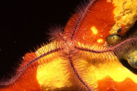Star fish sitting on coral candy under town pier in Bon A... by David Spiel 
