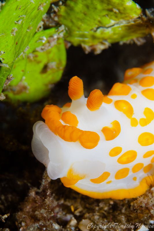 Gymnodoris impudica - whistling some tunes whilst strolli... by Timothy Nguyen 