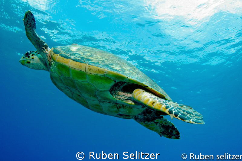 the shot was taken in playa del carmen this winter dic 20... by Ruben Selitzer 