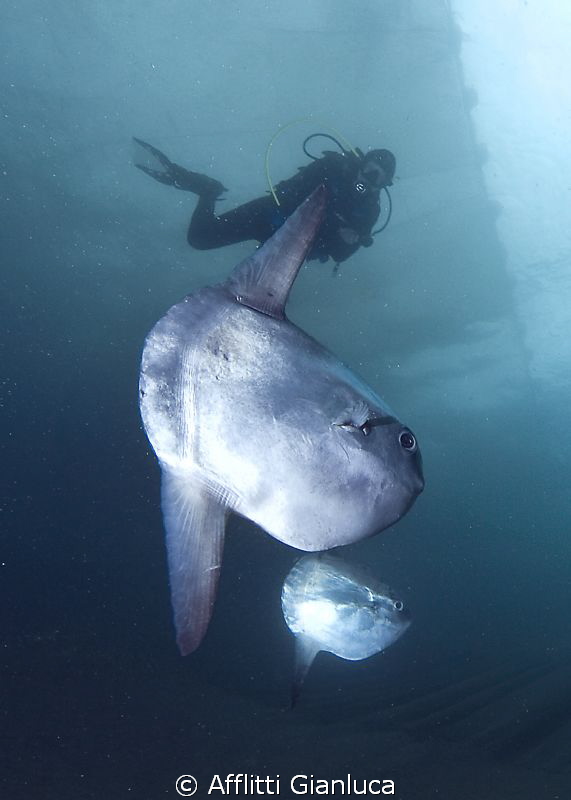 mola mola by Afflitti Gianluca 