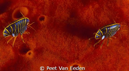 Hunchback amphipods, 5mm in diameter vividly striped in b... by Peet Van Eeden 