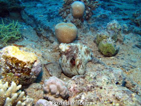 Reef octopus by Bozhidar Tonev 
