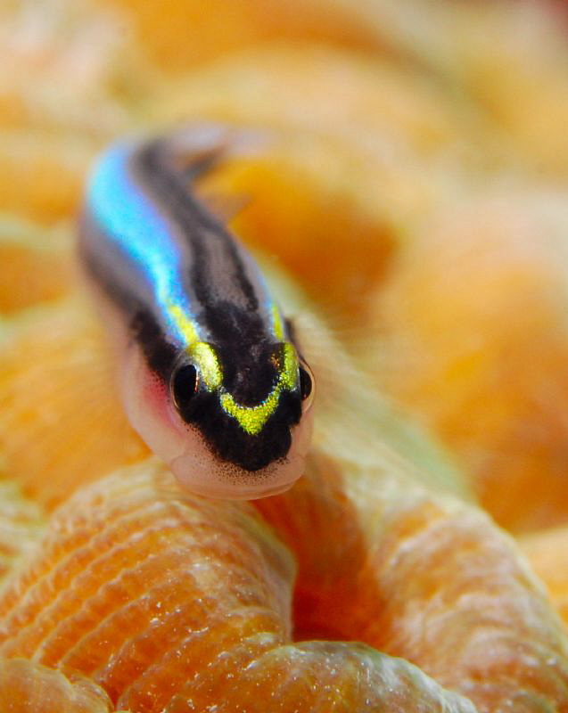 Sharknose Gobie    Elacatinus evelynae by John Roach 