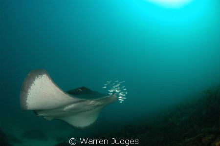 Smooth Ray Bicheno, Tasmania, Australi by Warren Judges 