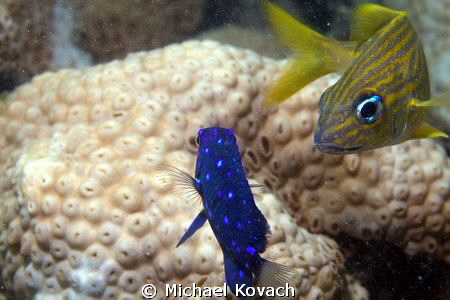 French Grunt checking out a Juvenile Yellowtail Damselfis... by Michael Kovach 