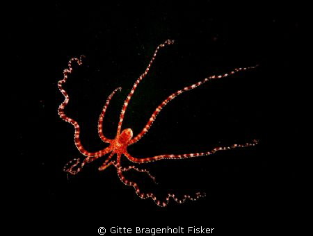Mimic octopus. Just under the diveboat. 
 by Gitte Bragenholt Fisker 