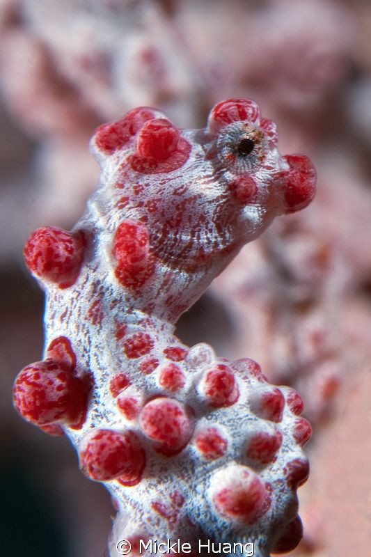 PYGMY SEAHORSE
Seraya Bali by Mickle Huang 