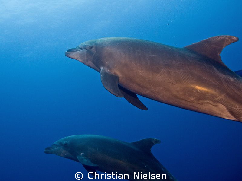 Dolphins close at Roca Partida, wrong lens, should have u... by Christian Nielsen 