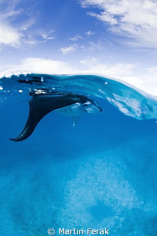 Feeding manta by Martin Ferak 