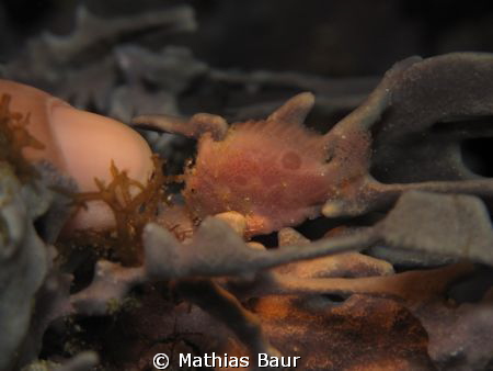 very small juvenile frogfish during a night dive with a f... by Mathias Baur 