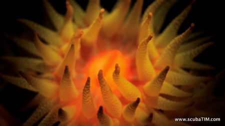 s95+handheld torch+stacked close-up leanses...

uncropp... by Tim Ho 