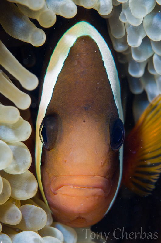 You say Tomato, I say Tomawwto: Tomato Anemone Fish Profile by Tony Cherbas 