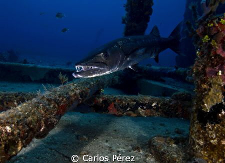 Smile!! at the Wit Concrete Wreck in ST Thomas by Carlos Pérez 