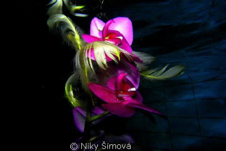 Flower by Niky Šímová 