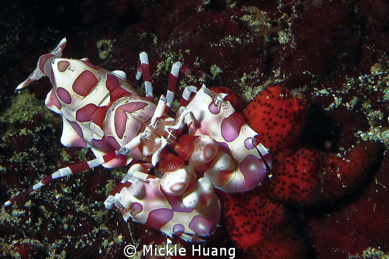 DINING
Harlequin shrimp having starfish
Northeast coast... by Mickle Huang 