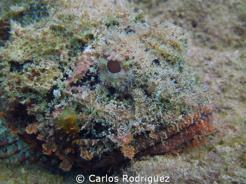 Scorpion Fish waiting for his next meal. by Carlos Rodriguez 