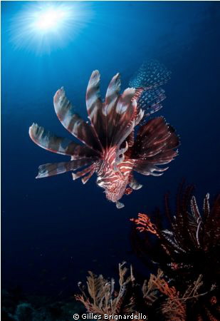 lion fish and sun, only 5 metr depth. Alor archipelago. by Gilles Brignardello 